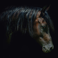 Kasutaja avatar